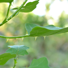 Charger l'image dans la galerie, Rasam Thuthuvalai 100 % naturel, poudre de soupe (100 g)